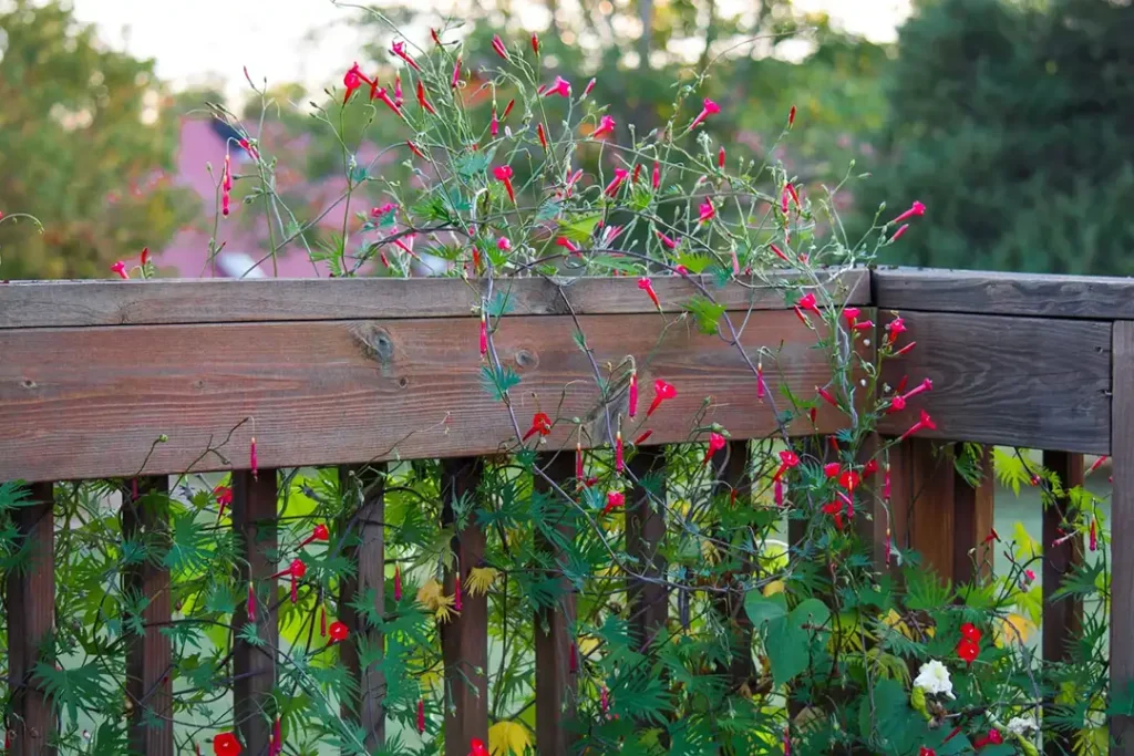 trumpet vine Grounds